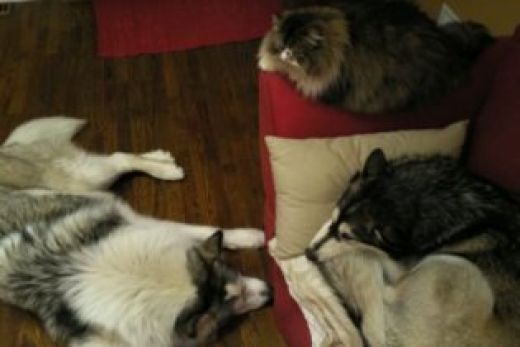 Therapy dogs are laid back and can get along with other animals, even cats.