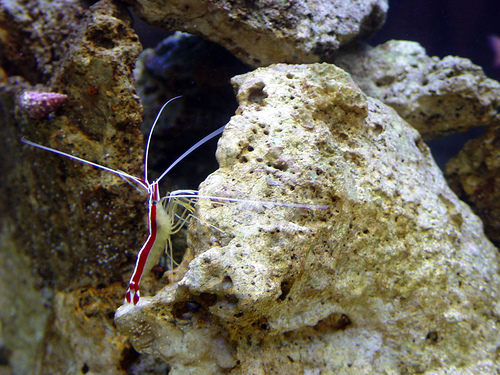 Some organisms can be sensitive to fish medicine, such as this shrimp, so putting your diseased fish in a quarantine tank is a good idea. 