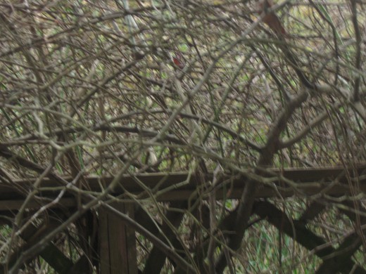 OH! What Tangled Webs We Weave.