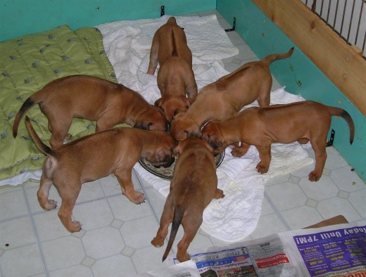 2007 Puppies learning to eat solid food.