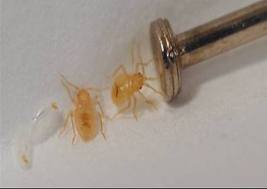 Nymph Bed Bugs