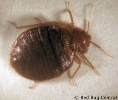 A bed bug before feeding on blood