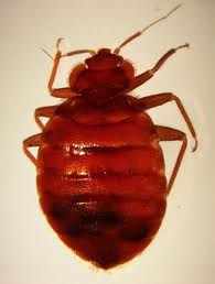 A bed bug after feeding on blood