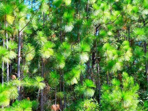 Carolina Pines in the Sunlight