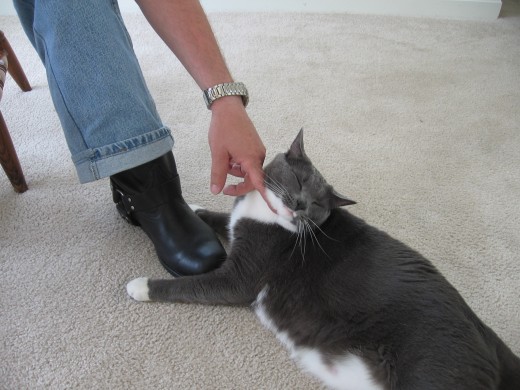 Purrr