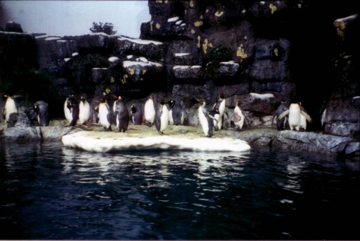 I was very surprised to see penguins in the Aquarium