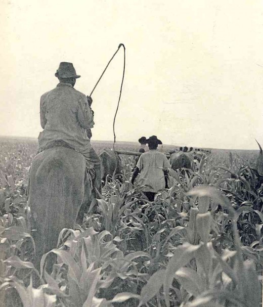 Farm labour at Bethal (Eastern Transvaal) in the 1950s. Photo from Drum Magazine