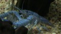 Electric Blue Crayfish 