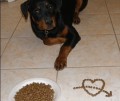 The Importance of Protein in a Dog's Diet