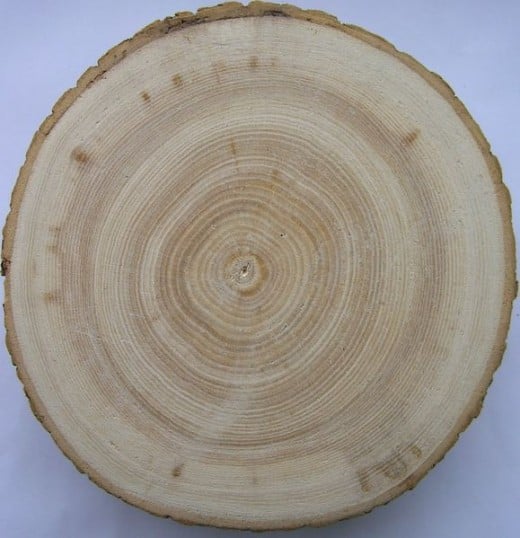 Fraxinus excelsior cross section witch includes sapwood