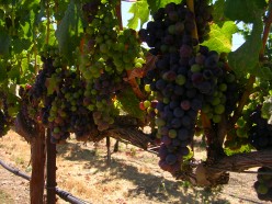 Best Wine Tasting Experiences in the Livermore Valley