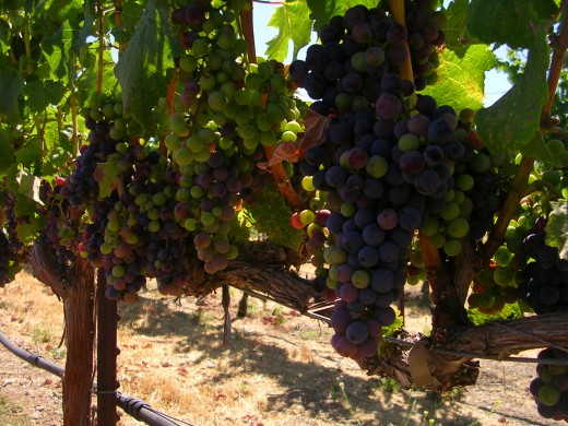 Grapes near harvest at Murrieta's Well Winery, August, 2010 (Photo credit:  M. Thomas)