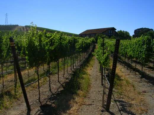 Orderly rows of grapevines at Murrieta's Well Winery (photo credit:  M. Thomas)