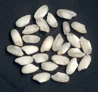 Arborio rice grains