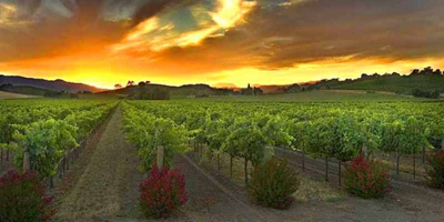 The beauty of the vineyards are the perfect backdrop for the Shakespeare performances. 