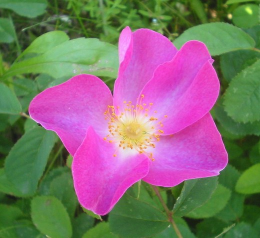 Gallic Rose