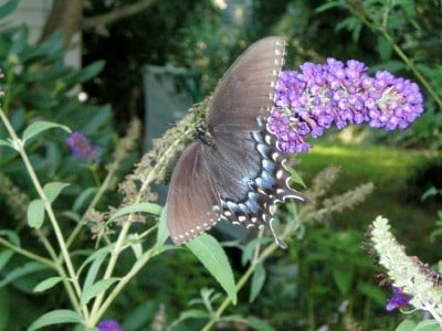 Butterfly bushes attract Spicebush and Eastern Tigertail, as well as the Monarch.