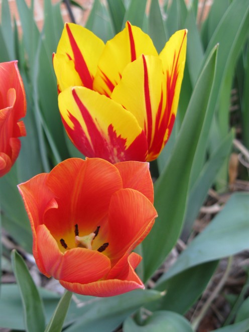 A variety of tulips