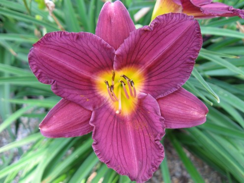 Another daylily
