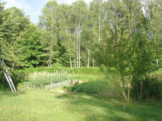 Much of the fruit and vegetables is grown in the plot next to the restaurant
