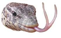 Forked organs are fine for snakes... not for men.