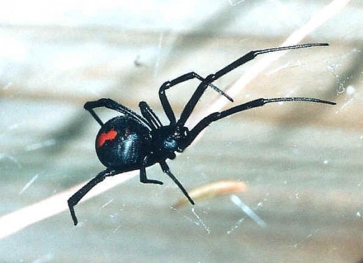 The Red Back, very common Poisonous Spider