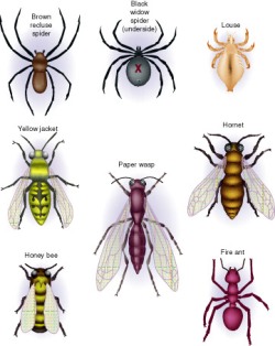 How to treat insect bites on toddlers