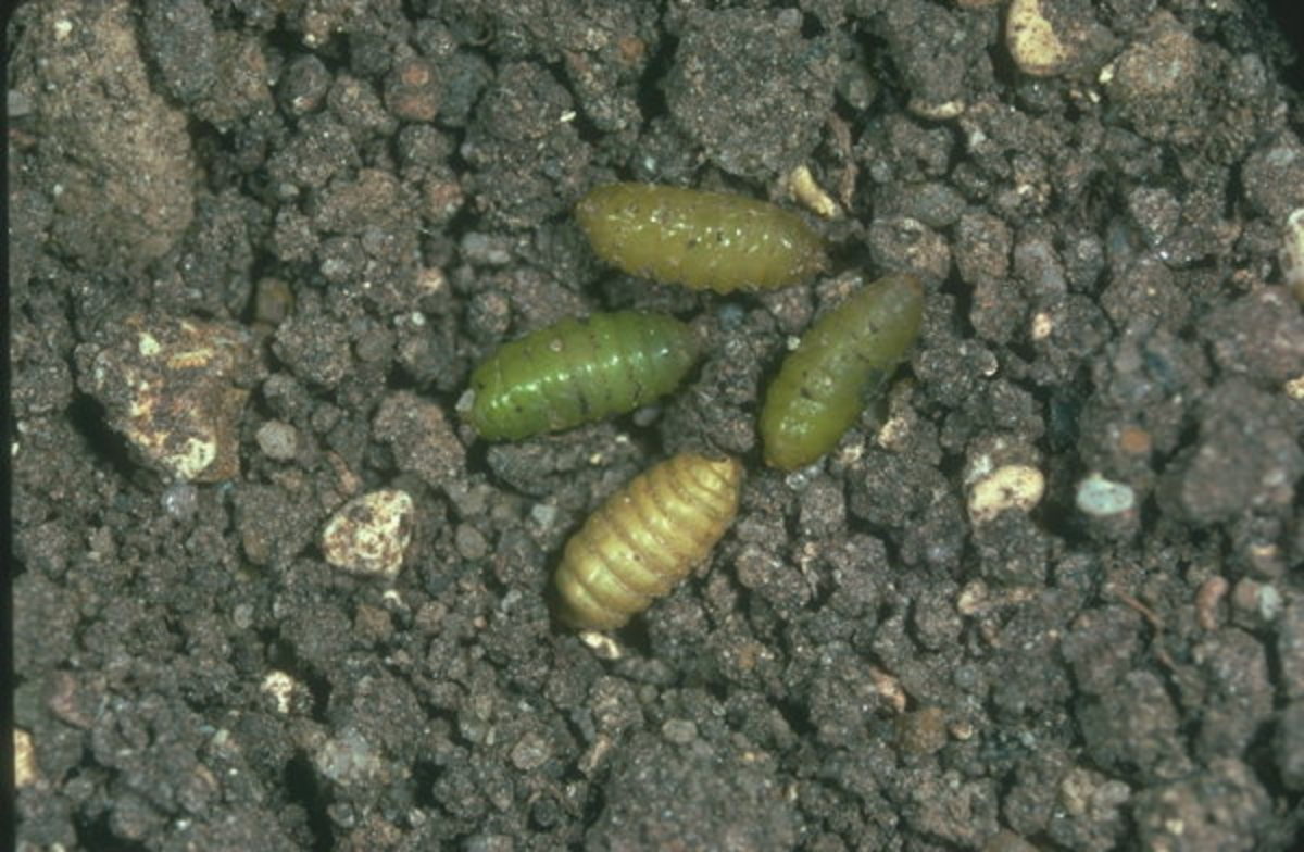 Celery fly larvae