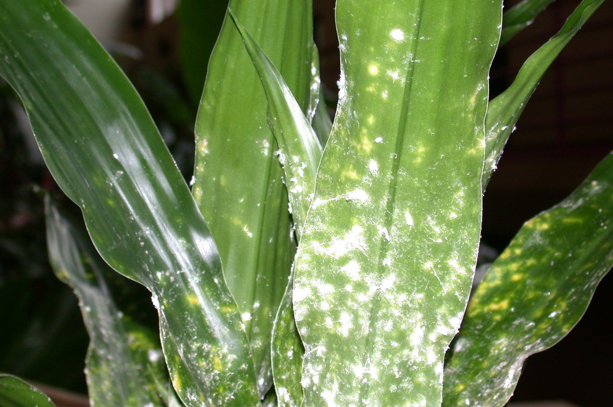 Plant infested with mealy bugs