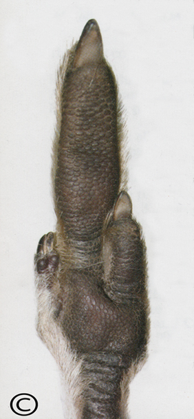 A Kangaroo Foot showing a large claw on the toe!