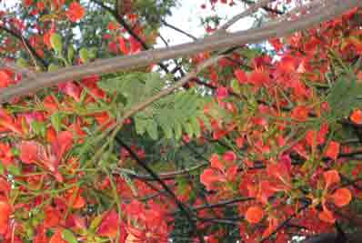 Branches of a gul mohar tree in bloom