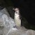 Penguin Penguin