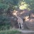 Giraffe Giraffe