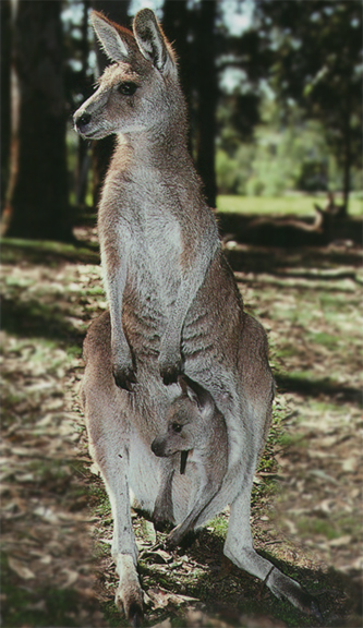 A beautiful majestic looking Eastern Grey Kangaroo with it's baby Joey in her pouch!