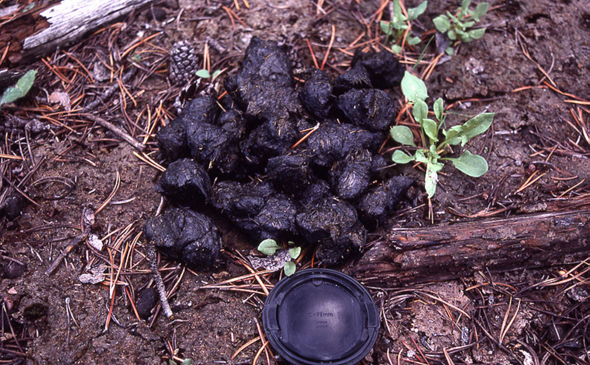 Scat. No berries in this sample. Pick apart scat to see if there is bits of plastic and aluminum - that's a sign that the bear has been food-conditioned and will be bolder if encountered.