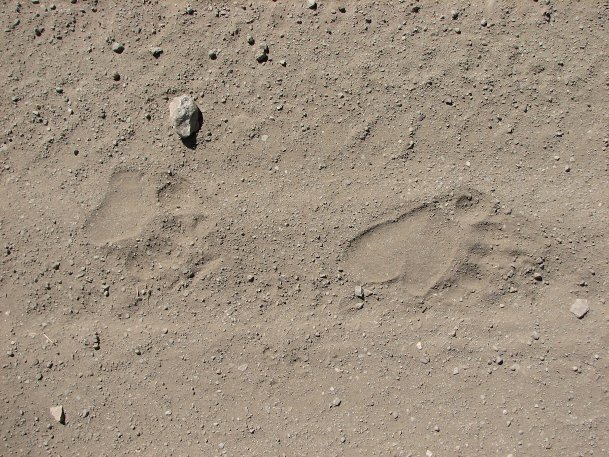 Left front and rear tracks of black bear (Ursus americanus) in Book Cliffs of central eastern Utah Photo: K Young 