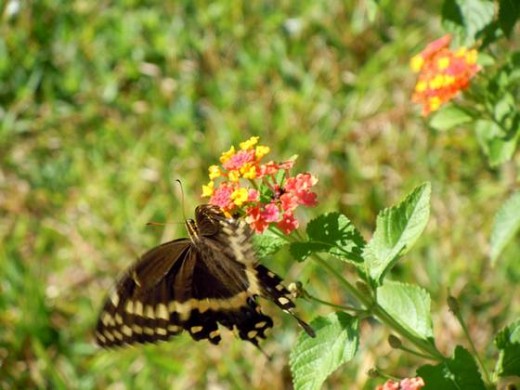 Butterfly9