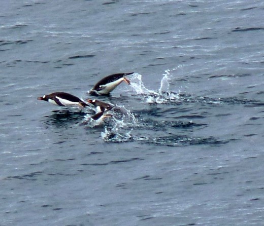 Penguins swimming in Antarctica