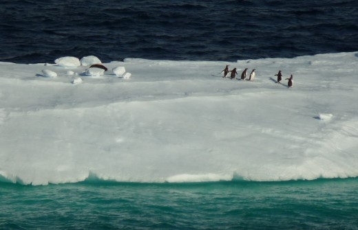 A sea lion and several penguins on an iceberg in the Gerlache Straight