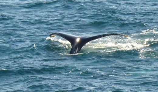 A whale showing off his tail as he takes a dive