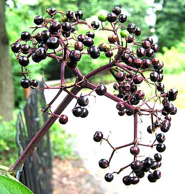 The full yummy berries