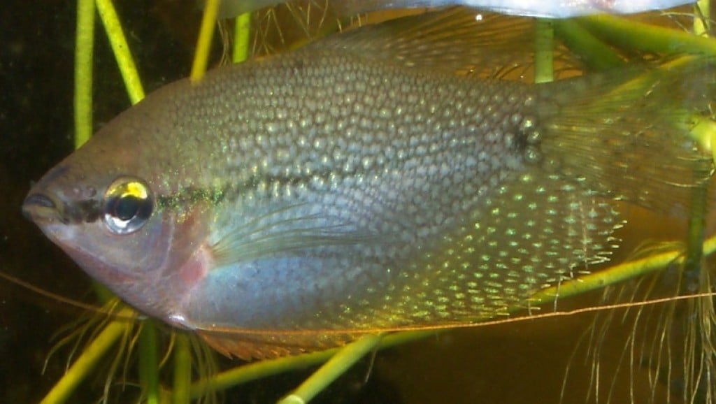 Aquatics: Fish Profile: Pearl Gouramis