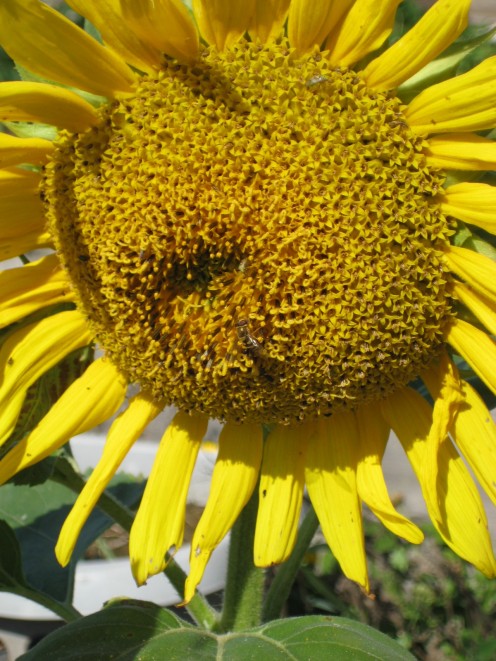 photo of sunflower grown by author.
