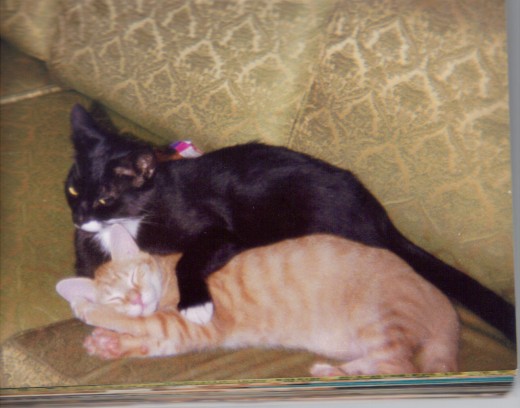 cuddling with one of the other cats