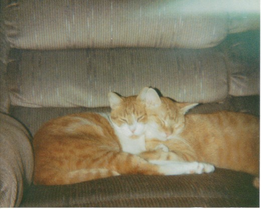 cuddling with one of the other cats