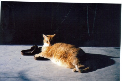 fat cat  he weighed 18 pounds 