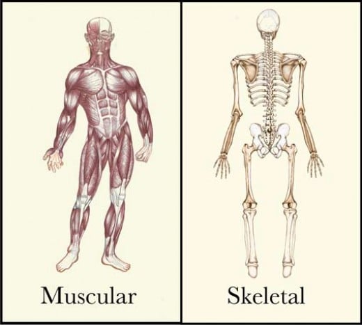 Anatomy for Massage | HubPages