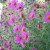 The soothing effect of fuschia