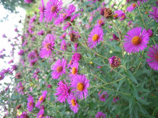 The soothing effect of fuschia
