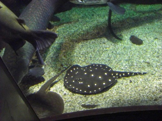 Freshwater Ray at a foot diameter
